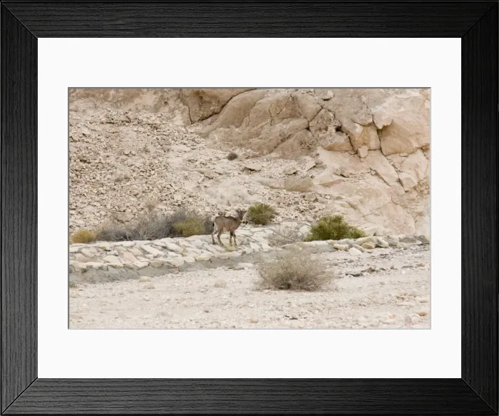 Framed Print : Picture No. 10894639