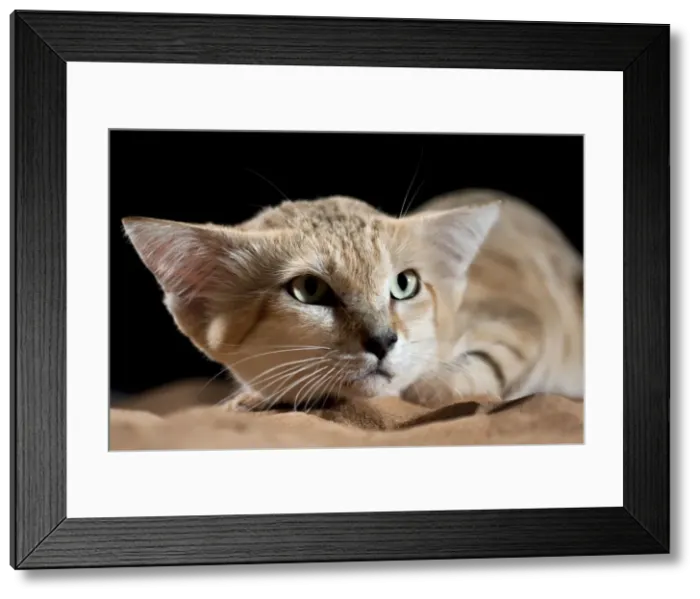 Framed Print : Picture No. 10894642 Framed Print : Picture No. 10894642