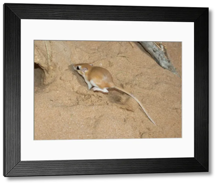 Framed Print : Picture No. 10894644 Framed Print : Picture No. 10894644
