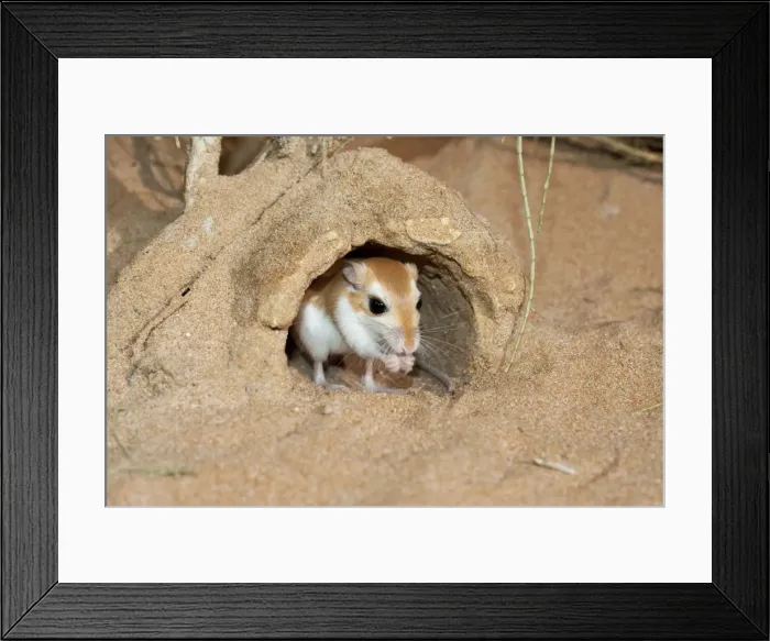 Framed Print : Picture No. 10894647 Framed Print : Picture No. 10894647