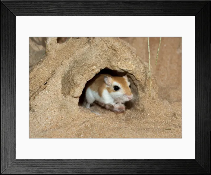 Framed Print : Picture No. 10894645 Framed Print : Picture No. 10894645