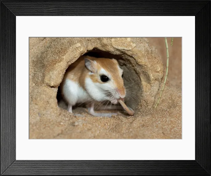 Framed Print : Picture No. 10894648 Framed Print : Picture No. 10894648