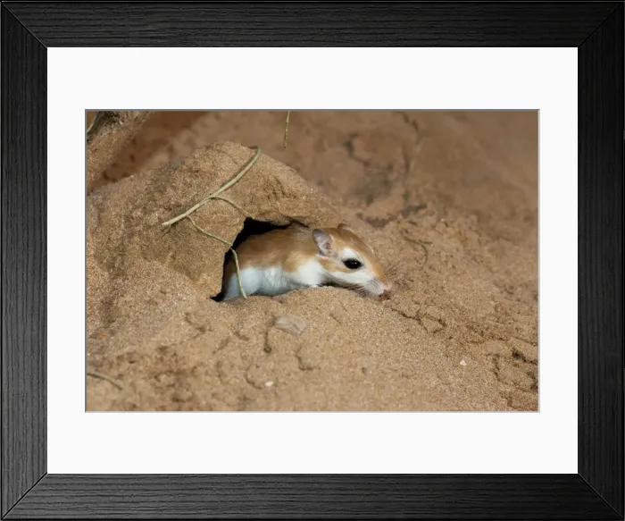 Framed Print : Picture No. 10894650