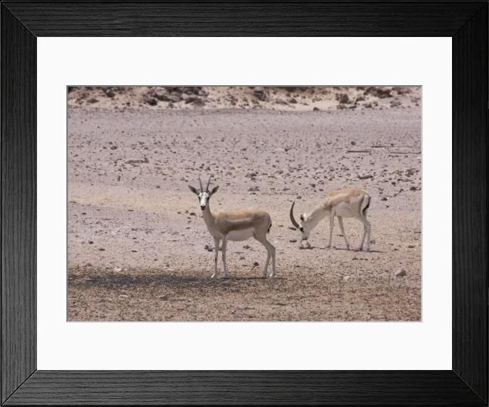 Framed Print : Picture No. 10894653 Framed Print : Picture No. 10894653