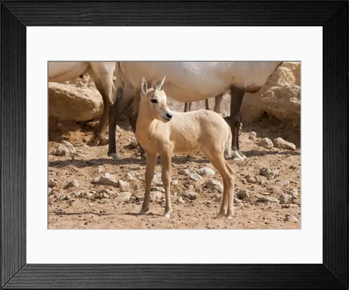 Framed Print : Picture No. 10894651 Framed Print : Picture No. 10894651