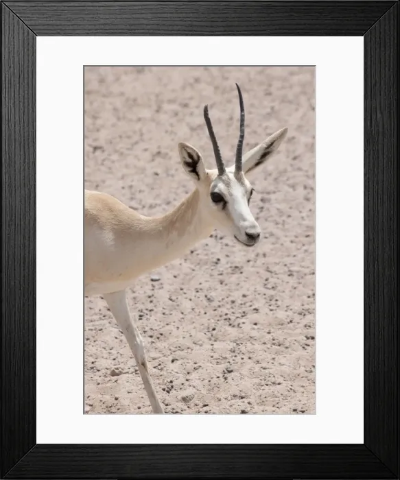 Framed Print : Picture No. 10894654 Framed Print : Picture No. 10894654