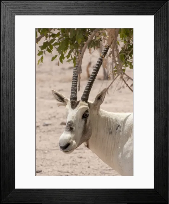 Framed Print : Picture No. 10894656 Framed Print : Picture No. 10894656