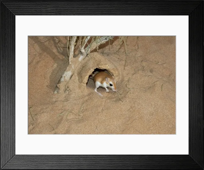 Framed Print : Picture No. 10894649 Framed Print : Picture No. 10894649