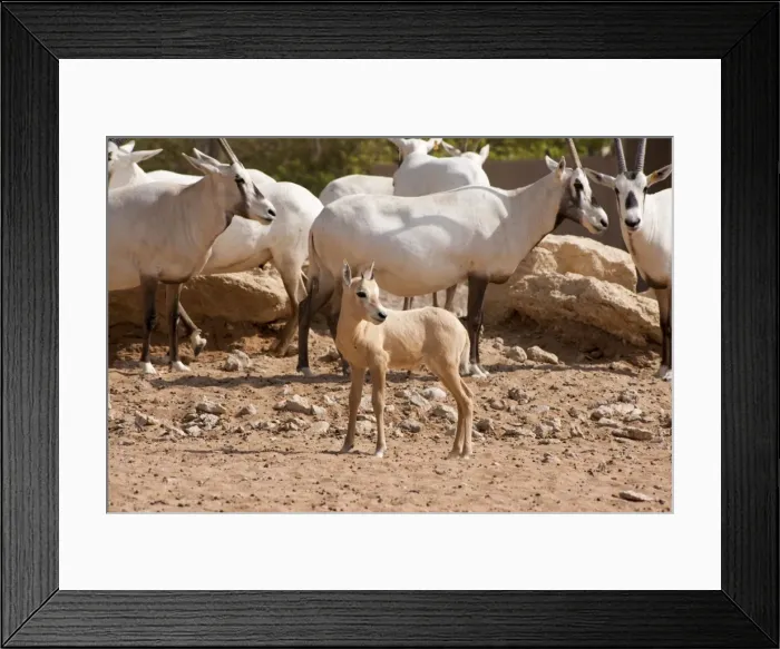 Framed Print : Picture No. 10894652