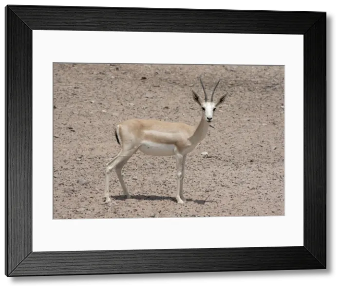 Framed Print : Picture No. 10894657 Framed Print : Picture No. 10894657