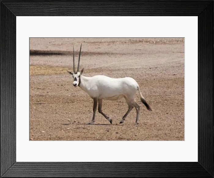 Framed Print : Picture No. 10894660 Framed Print : Picture No. 10894660