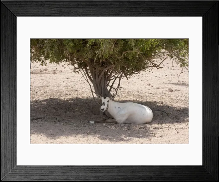 Framed Print : Picture No. 10894655 Framed Print : Picture No. 10894655