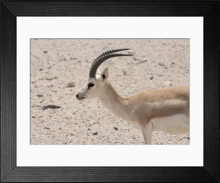 Framed Print : Picture No. 10894658 Framed Print : Picture No. 10894658