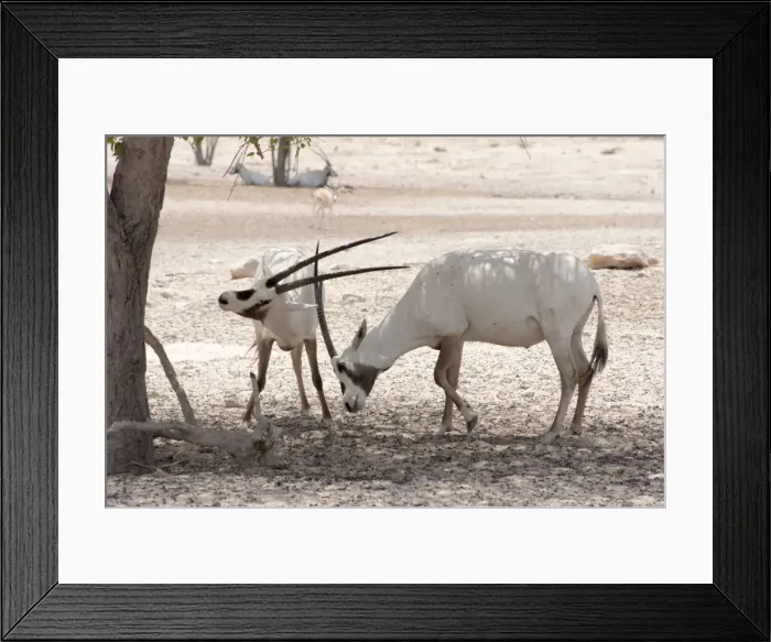 Framed Print : Picture No. 10894662 Framed Print : Picture No. 10894662