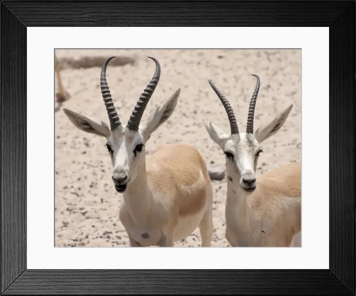 Framed Print : Picture No. 10894663 Framed Print : Picture No. 10894663