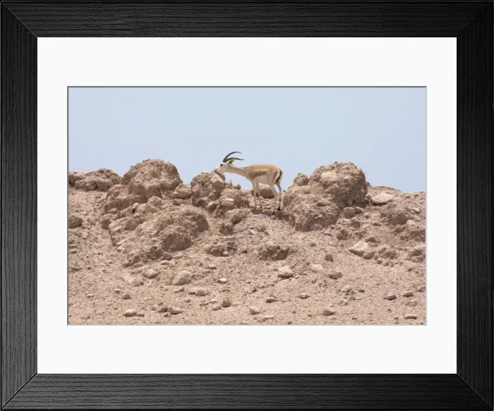 Framed Print : Picture No. 10894659 Framed Print : Picture No. 10894659
