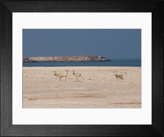 Framed Print : Picture No. 10894666 Framed Print : Picture No. 10894666