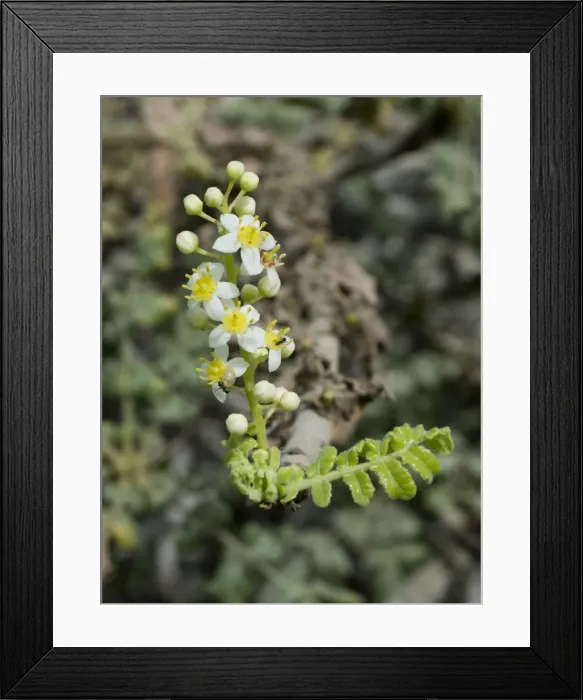 Framed Print : Picture No. 10894671