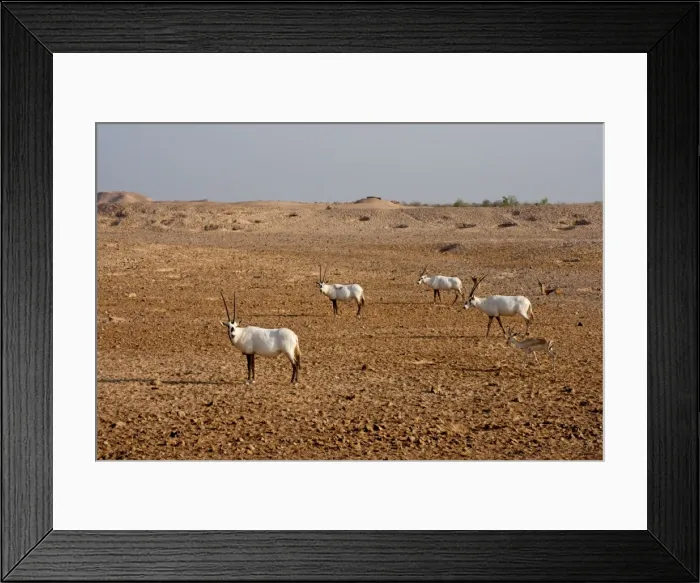 Framed Print : Picture No. 10894665 Framed Print : Picture No. 10894665