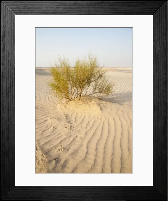 Framed Print : Picture No. 10894674