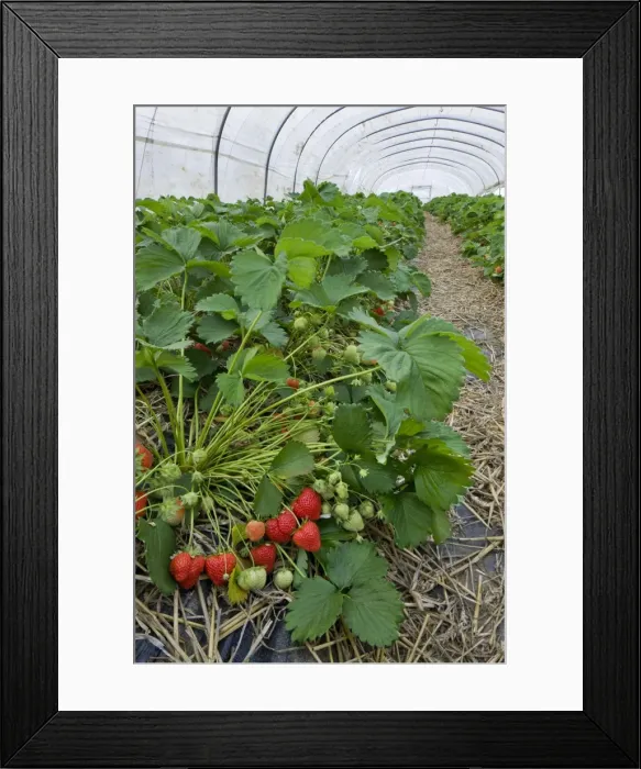 Framed Print : Picture No. 10894679 Framed Print : Picture No. 10894679