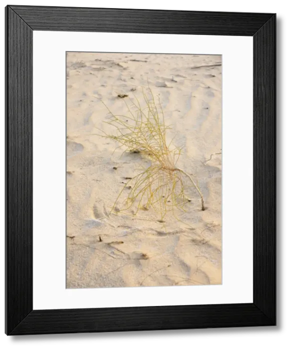 Framed Print : Picture No. 10894678 Framed Print : Picture No. 10894678