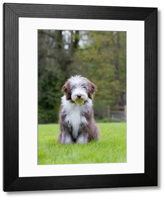 Framed Print : Picture No. 10894685 Framed Print : Picture No. 10894685