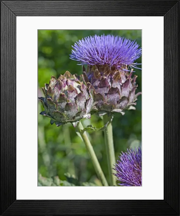 Framed Print : Picture No. 10894688 Framed Print : Picture No. 10894688