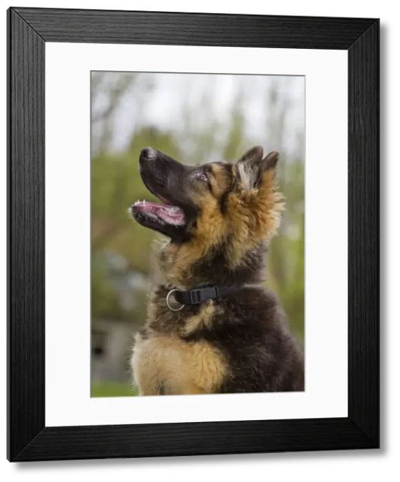 Framed Print : Picture No. 10894700 Framed Print : Picture No. 10894700