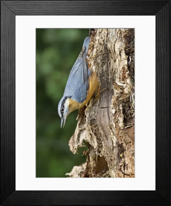 Framed Print : Picture No. 10894728 Framed Print : Picture No. 10894728