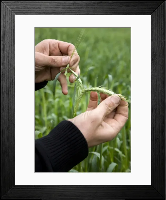 Framed Print : Picture No. 10894708 Framed Print : Picture No. 10894708