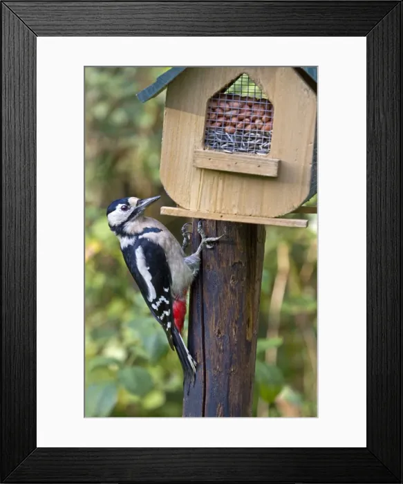 Framed Print : Picture No. 10894710