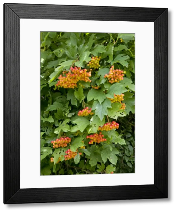 Framed Print : Picture No. 10894707 Framed Print : Picture No. 10894707