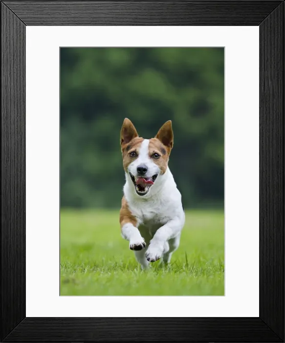 Framed Print : Picture No. 10894713 Framed Print : Picture No. 10894713