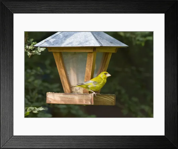 Framed Print : Picture No. 10894709 Framed Print : Picture No. 10894709