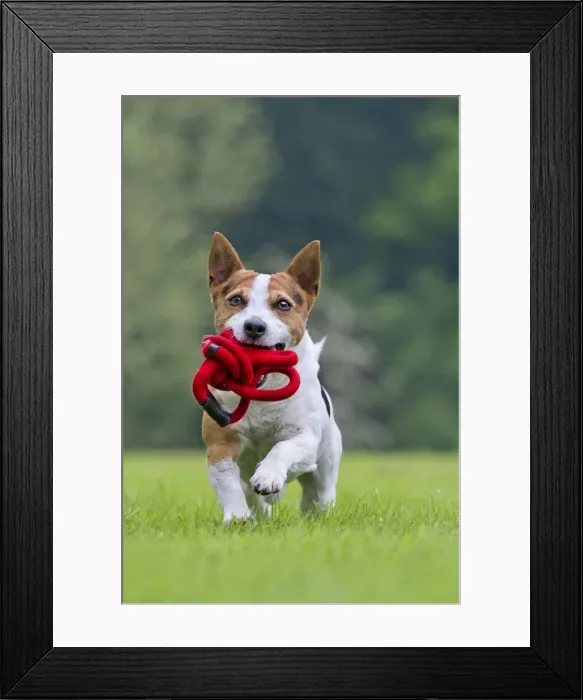 Framed Print : Picture No. 10894714 Framed Print : Picture No. 10894714