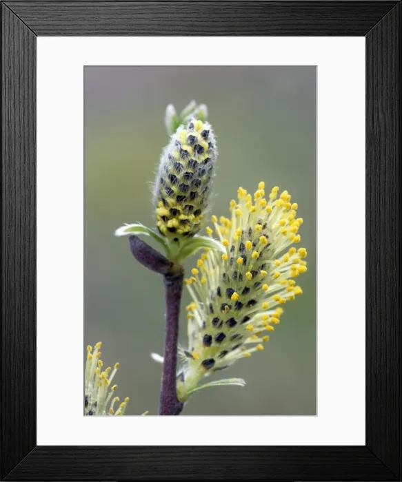 Framed Print : Picture No. 10894719 Framed Print : Picture No. 10894719