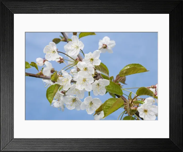 Framed Print : Picture No. 10894720