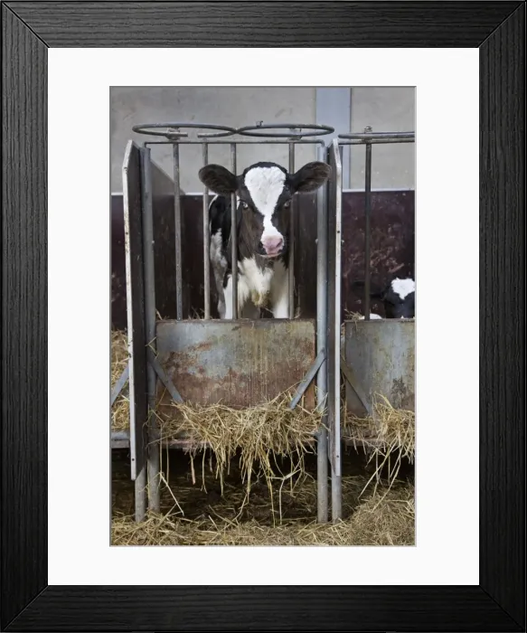 Framed Print : Picture No. 10894717 Framed Print : Picture No. 10894717