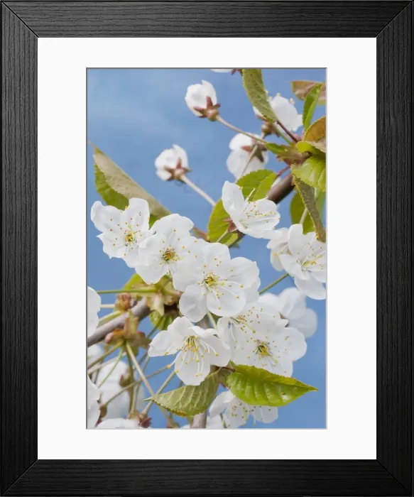 Framed Print : Picture No. 10894721 Framed Print : Picture No. 10894721