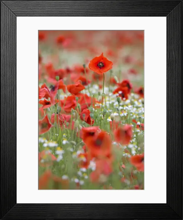 Framed Print : Picture No. 10894725 Framed Print : Picture No. 10894725