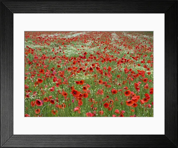 Framed Print : Picture No. 10894724 Framed Print : Picture No. 10894724