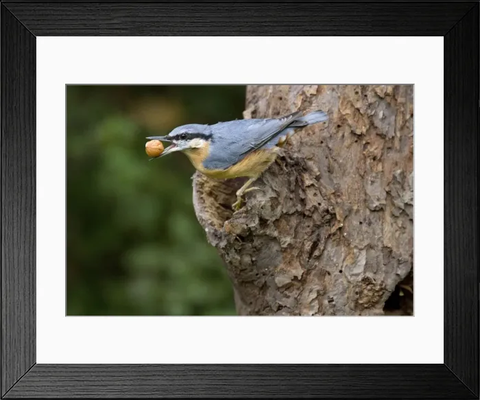 Framed Print : Picture No. 10894727 Framed Print : Picture No. 10894727