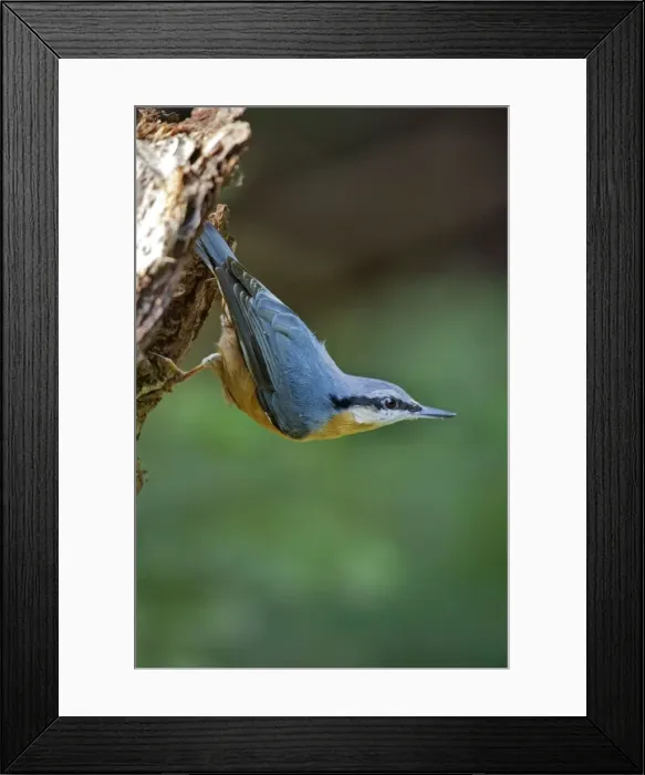 Framed Print : Picture No. 10894729 Framed Print : Picture No. 10894729
