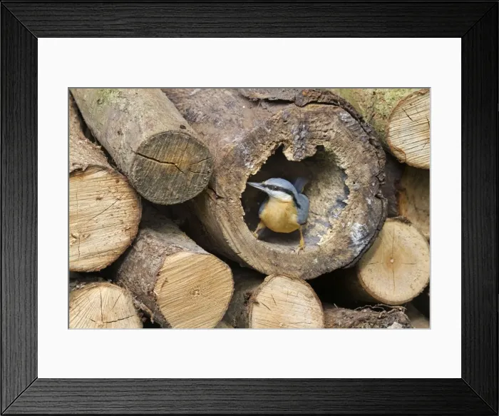 Framed Print : Picture No. 10894730 Framed Print : Picture No. 10894730