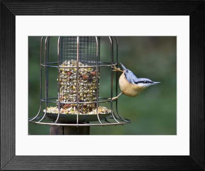 Framed Print : Picture No. 10894726 Framed Print : Picture No. 10894726