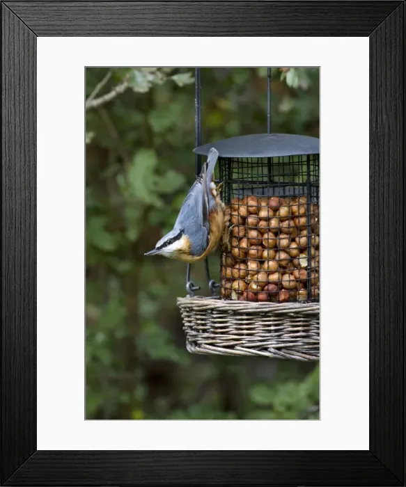 Framed Print : Picture No. 10894731 Framed Print : Picture No. 10894731