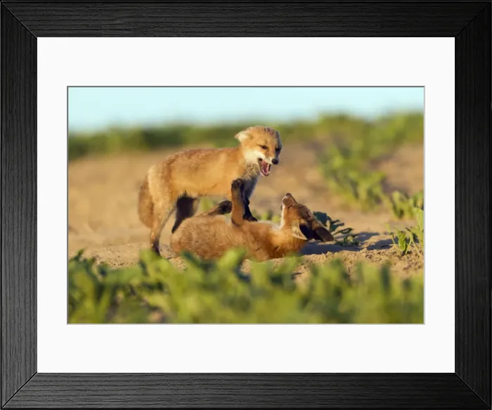 Framed Print : Picture No. 10893800 Framed Print : Picture No. 10893800