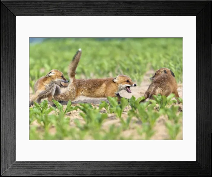Framed Print : Picture No. 10893806 Framed Print : Picture No. 10893806