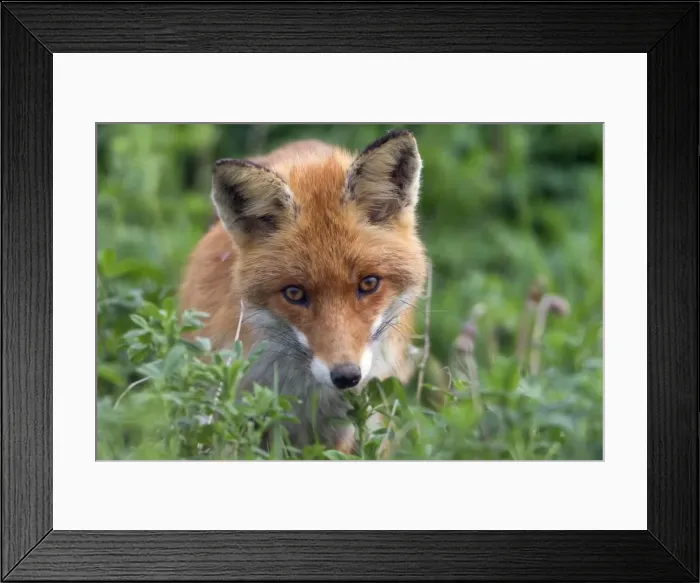 Framed Print : Picture No. 10893785 Framed Print : Picture No. 10893785